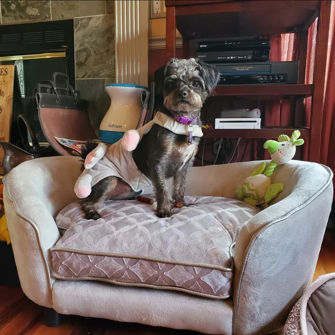 【Pet】Lola Dog Sofa