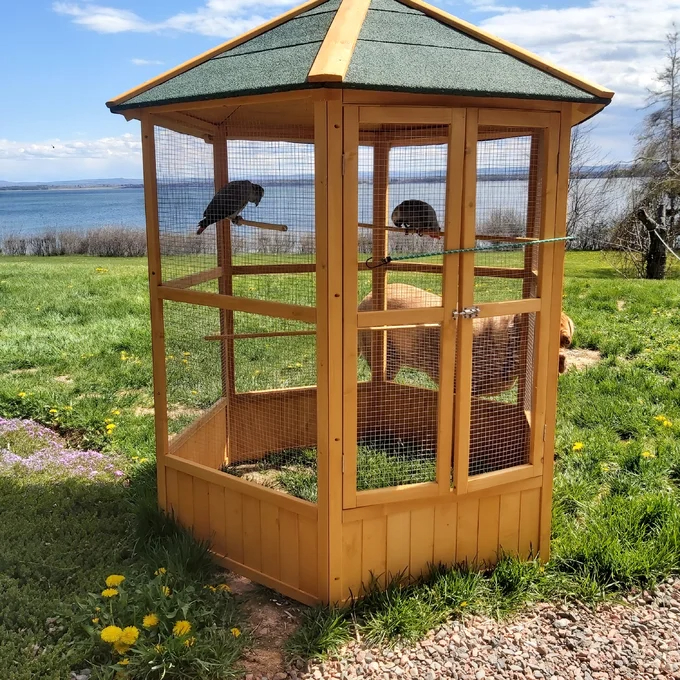 【Pet】Fielding 65'' Pointed Top Flight Cage with Perch