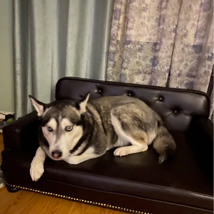 【Pet】Humphery Dog Sofa