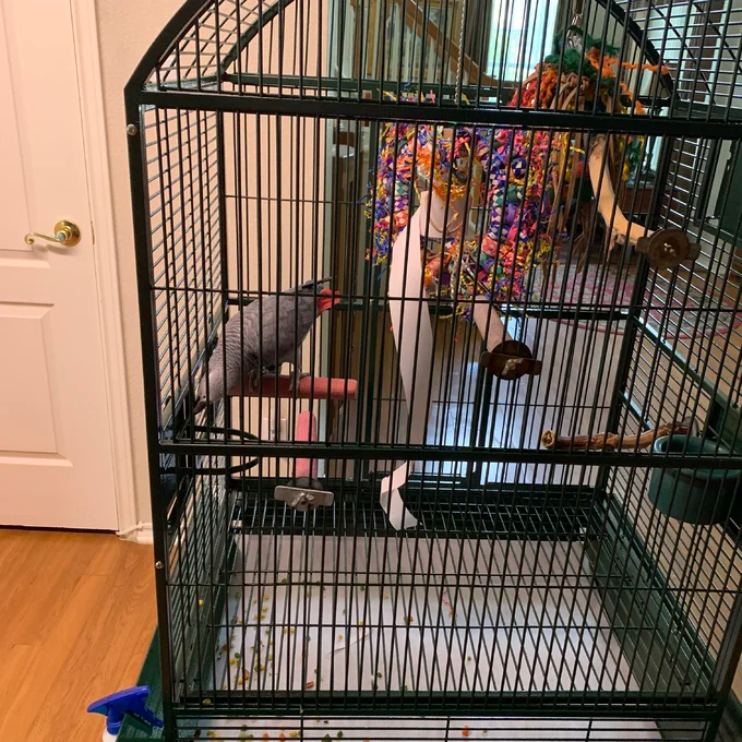 【Pet】Cleveland 63'' Iron Dome Top Floor Bird Cage with Wheels